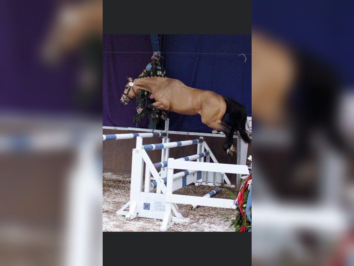 Studbook européen anglo Hongre 11 Ans 174 cm in Heusden zolder
