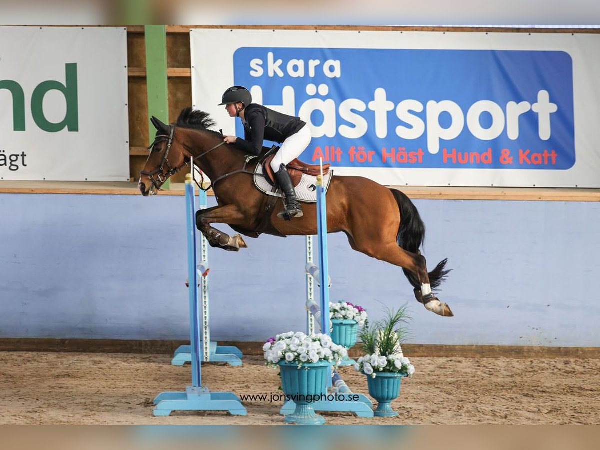 Studbook européen anglo Hongre 15 Ans 148 cm Bai in Kullavik, Halland