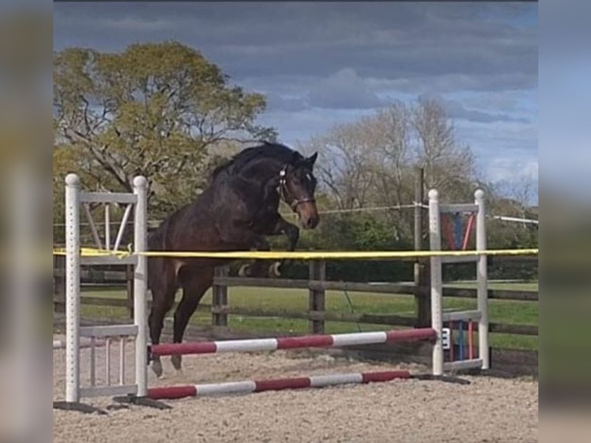 Studbook européen anglo Hongre 2 Ans 168 cm Bai brun in west sussex