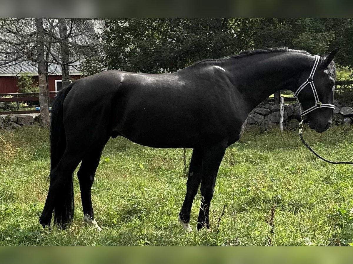 Studbook européen anglo Hongre 3 Ans 165 cm Noir in Lammhult