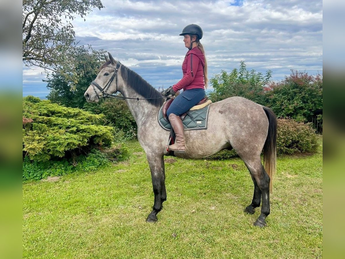 Studbook européen anglo Hongre 4 Ans 160 cm Gris pommelé in Pelmberg