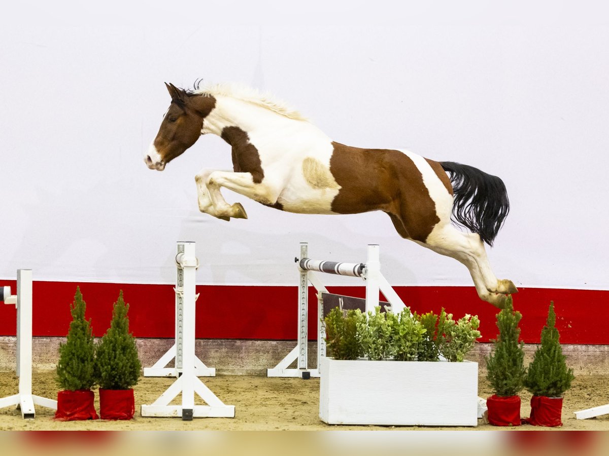 Studbook européen anglo Hongre 4 Ans 165 cm in Waddinxveen