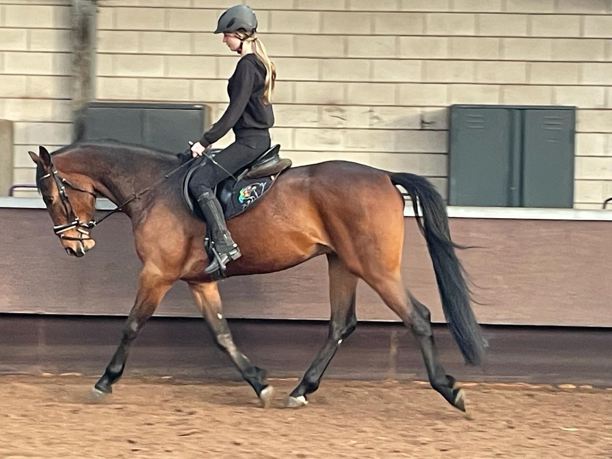 Studbook européen anglo Croisé Hongre 4 Ans 167 cm Bai cerise in De Mortel