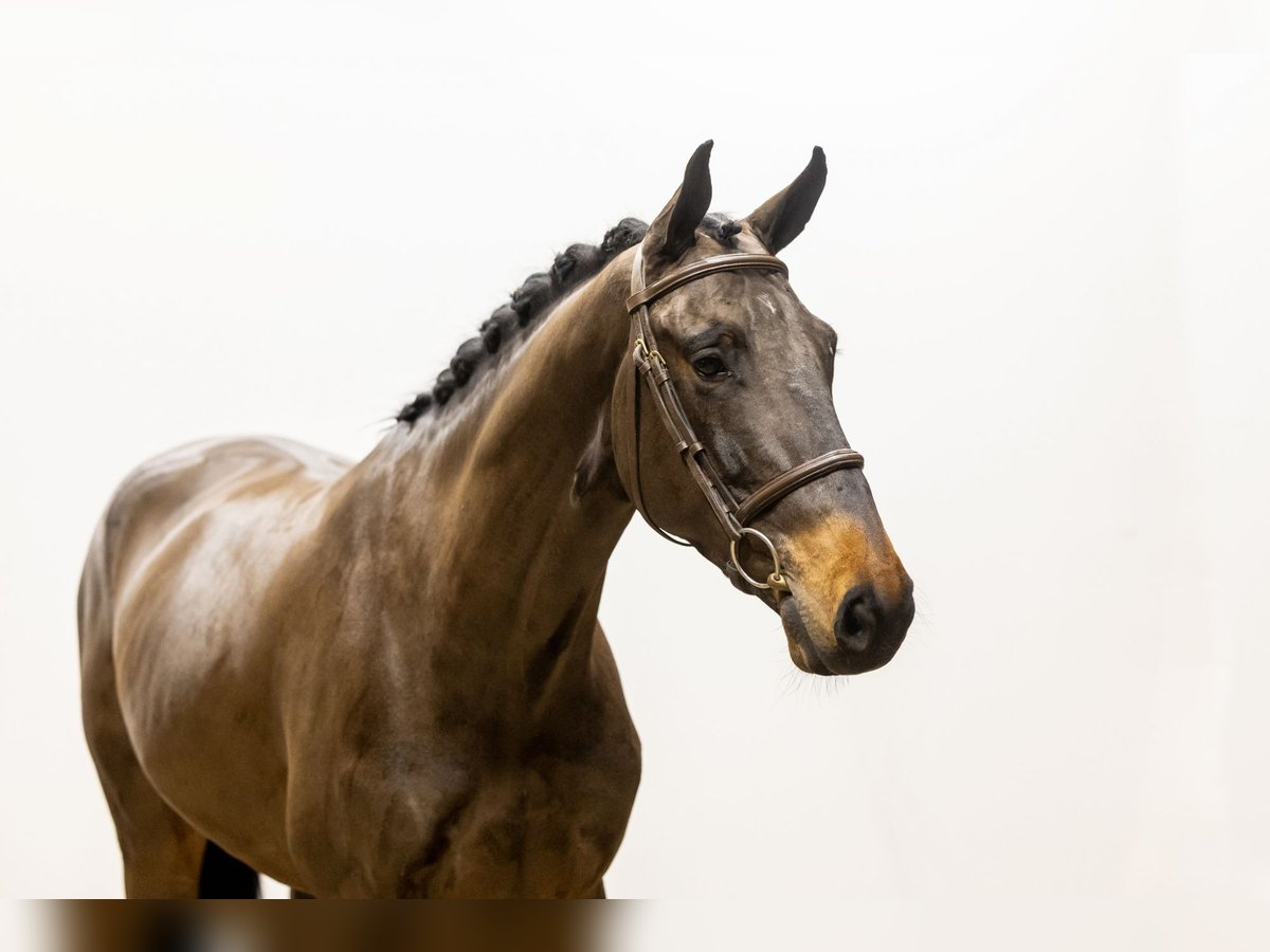 Studbook européen anglo Hongre 4 Ans 168 cm Bai brun in Waddinxveen