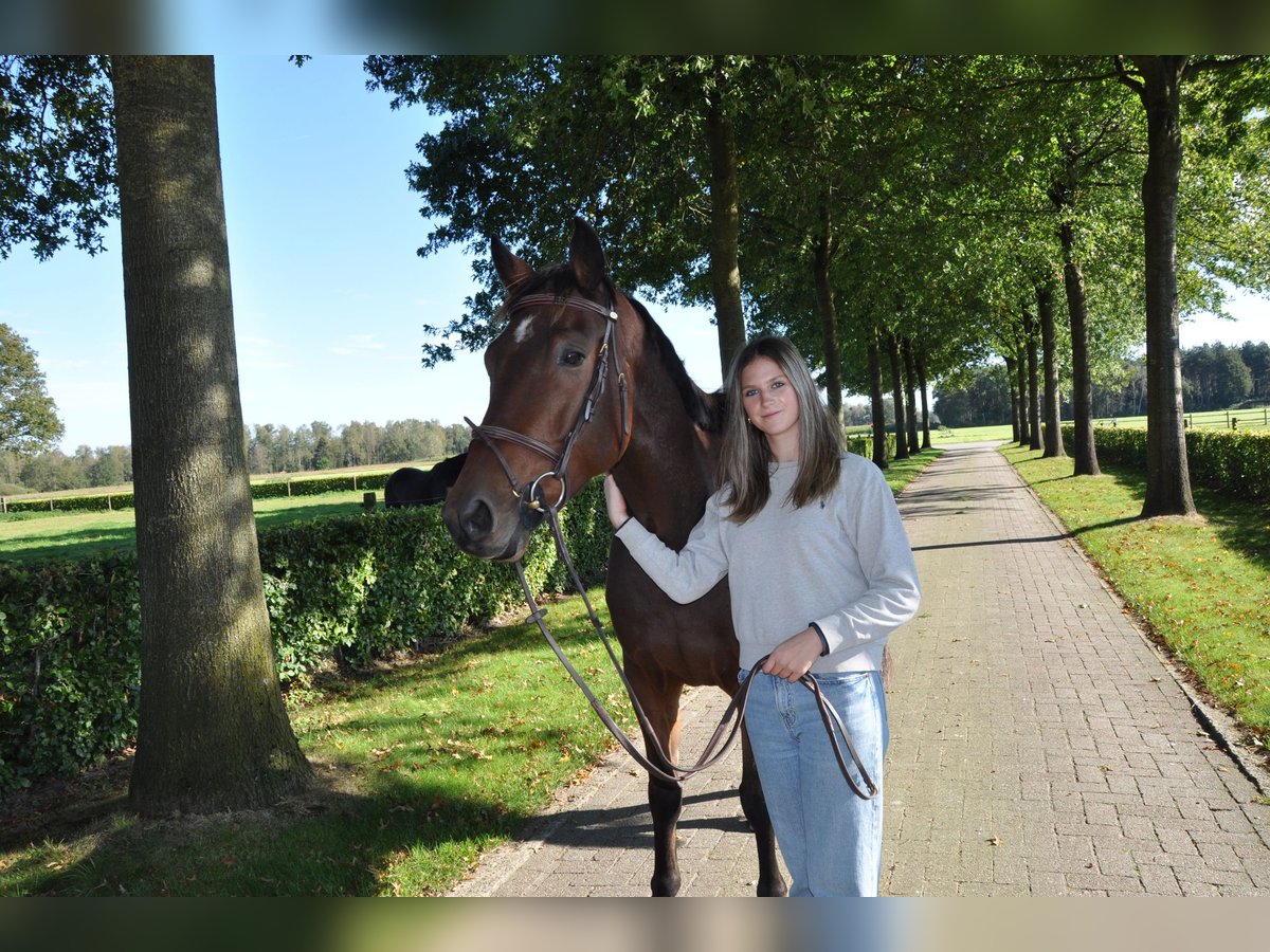 Studbook européen anglo Hongre 5 Ans 164 cm Bai in Brecht