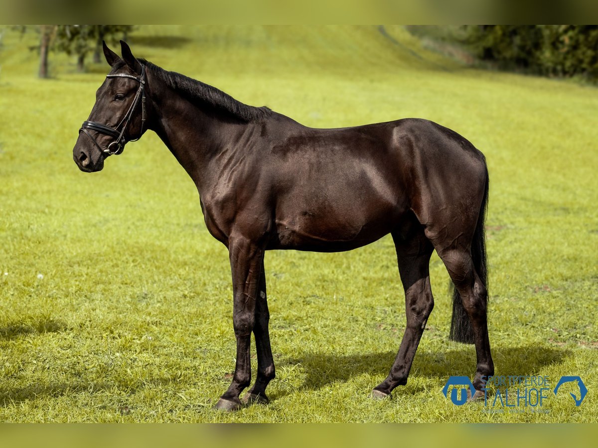 Studbook européen anglo Hongre 5 Ans 165 cm Noir in Korntal-M&#xFC;nchingen