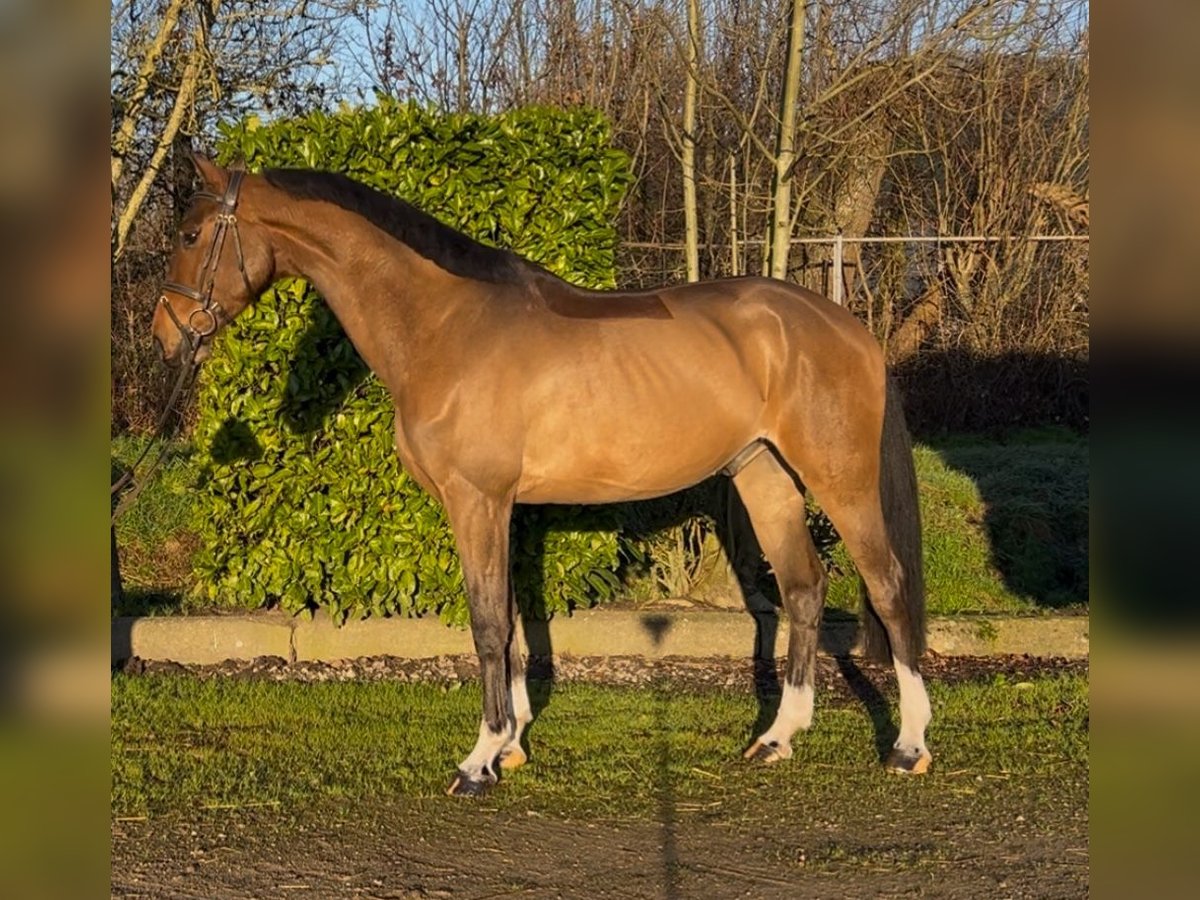 Studbook européen anglo Hongre 5 Ans 166 cm Bai in Oud Gastel