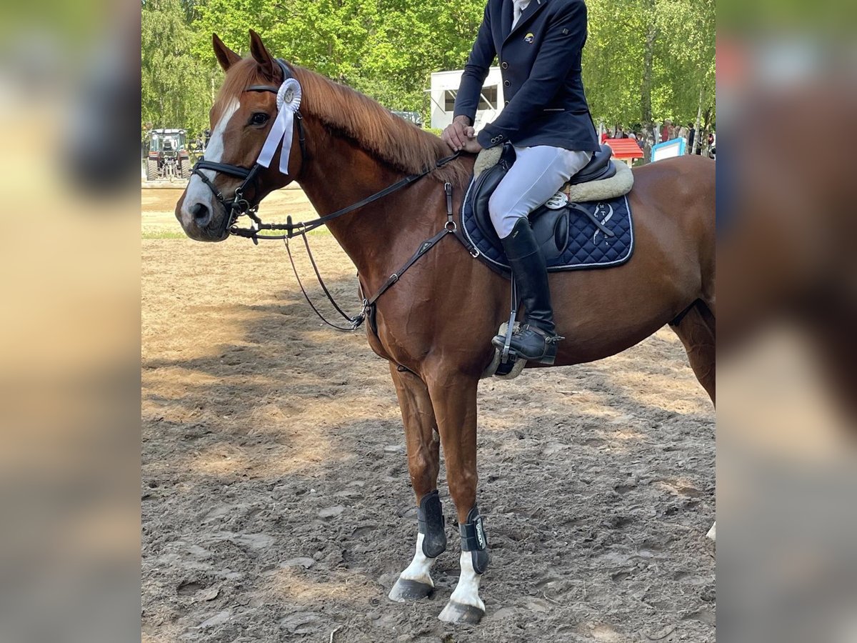 Studbook européen anglo Hongre 7 Ans 178 cm Alezan in Schneverdingen