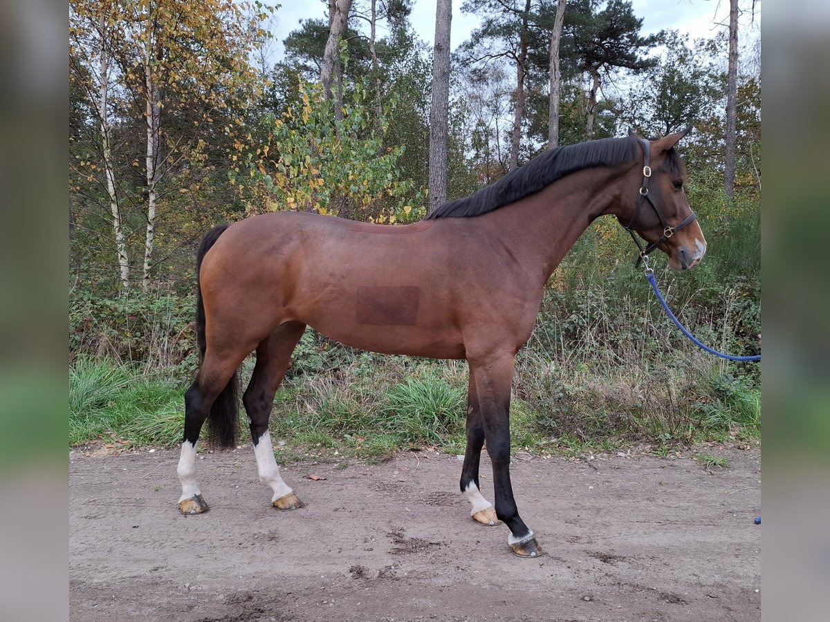 Studbook européen anglo Hongre 8 Ans 168 cm Bai in Asten