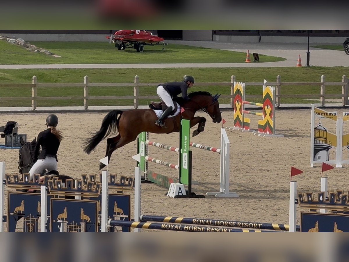 Studbook européen anglo Hongre 8 Ans Bai cerise in Kaunas