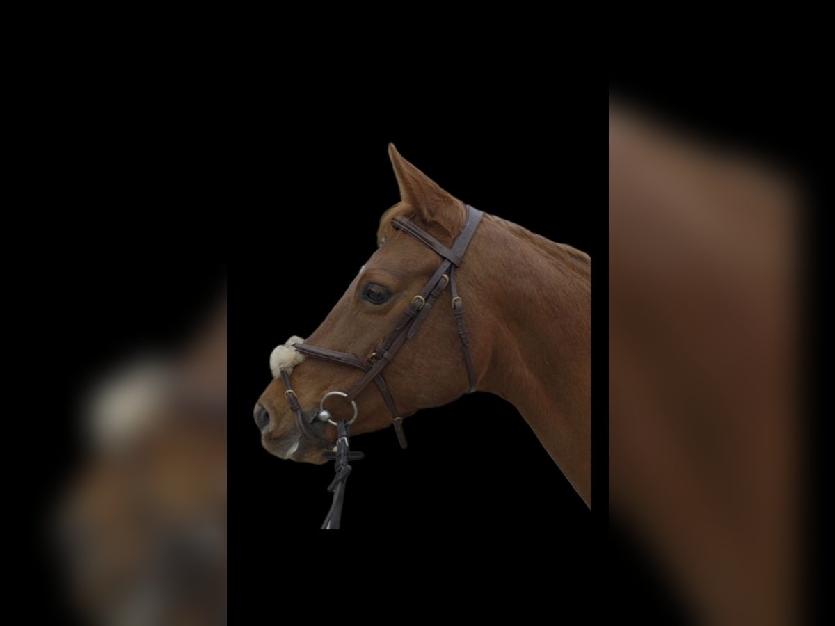 Studbook européen anglo Croisé Jument 10 Ans 153 cm Alezan in Bregenz