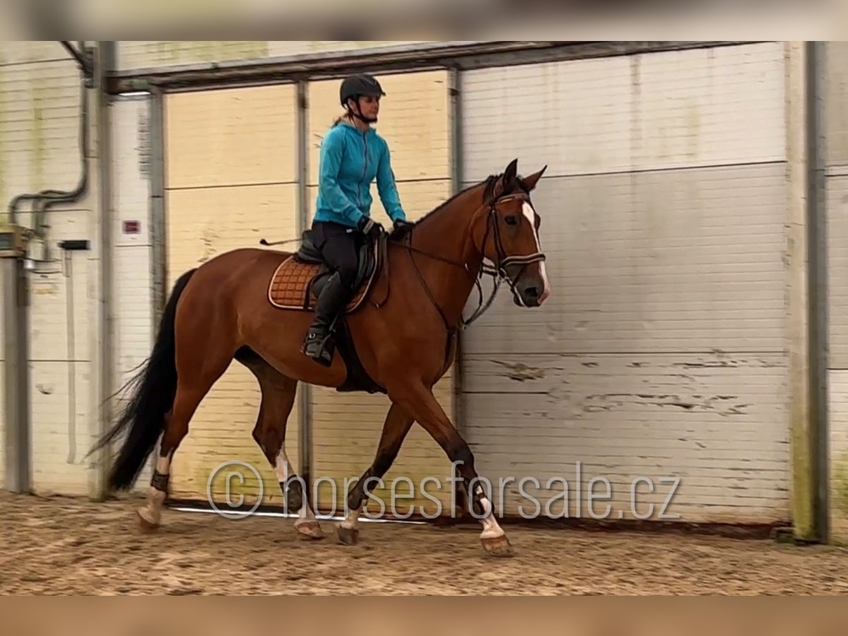 Studbook européen anglo Jument 10 Ans 173 cm Bai in Trutnov