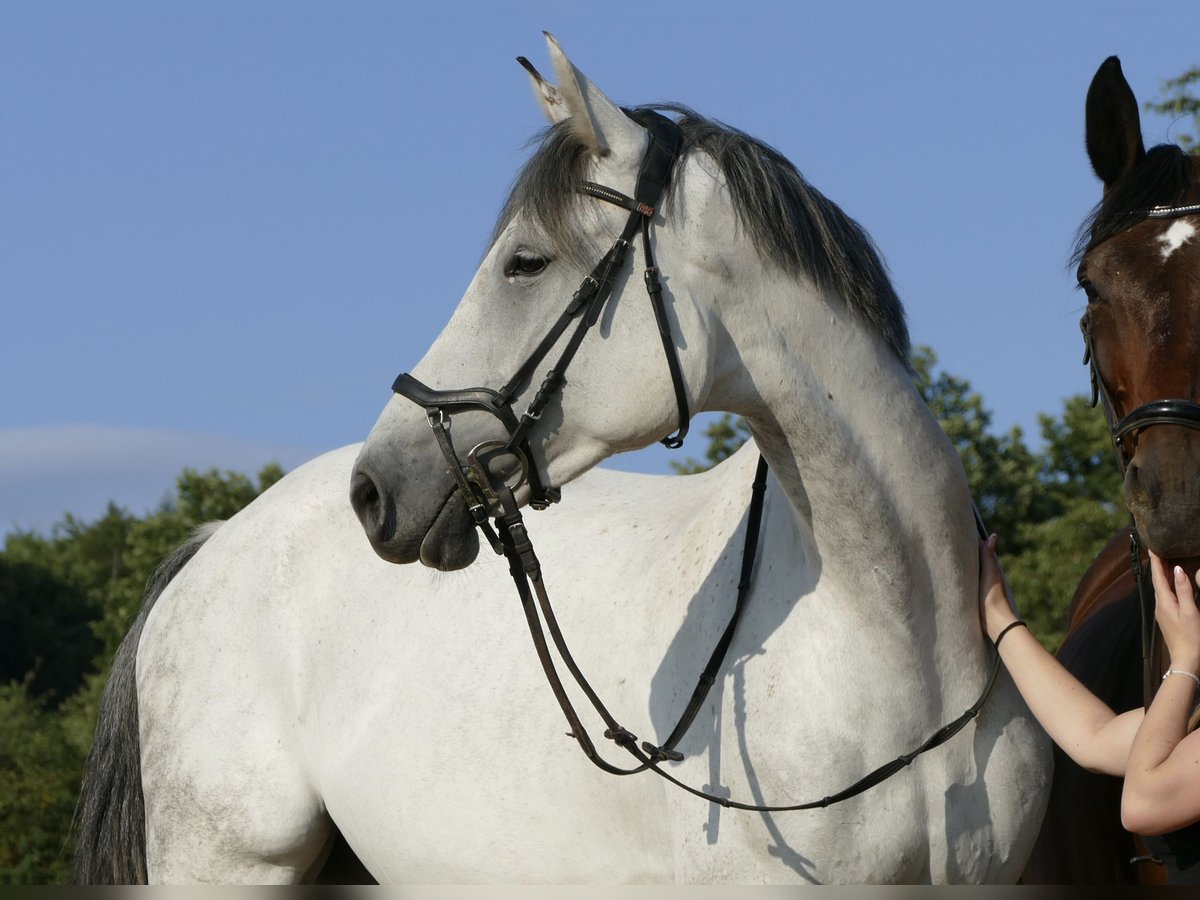 Studbook européen anglo Jument 10 Ans 178 cm Gris pommelé in Groß-Umstadt