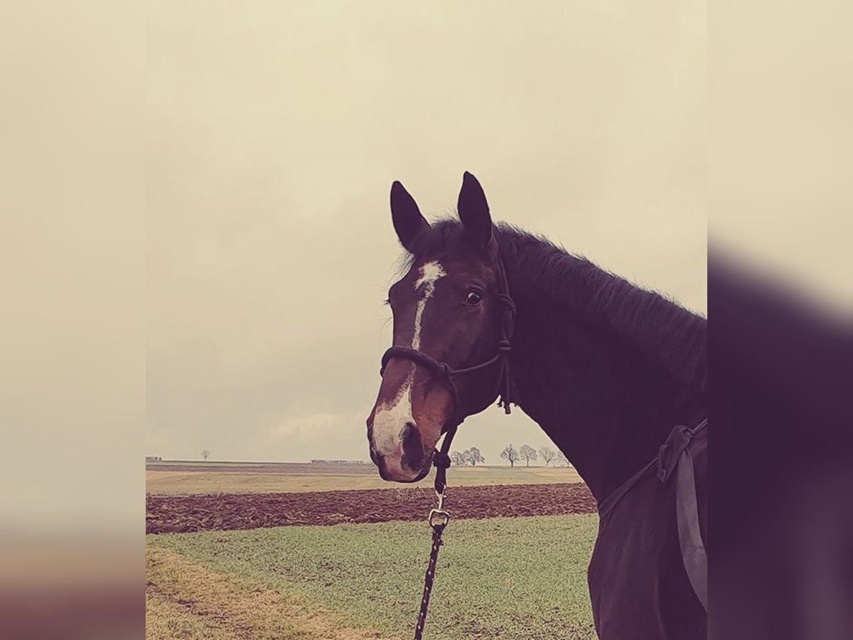 Studbook européen anglo Jument 21 Ans 175 cm Bai brun in Metzingen