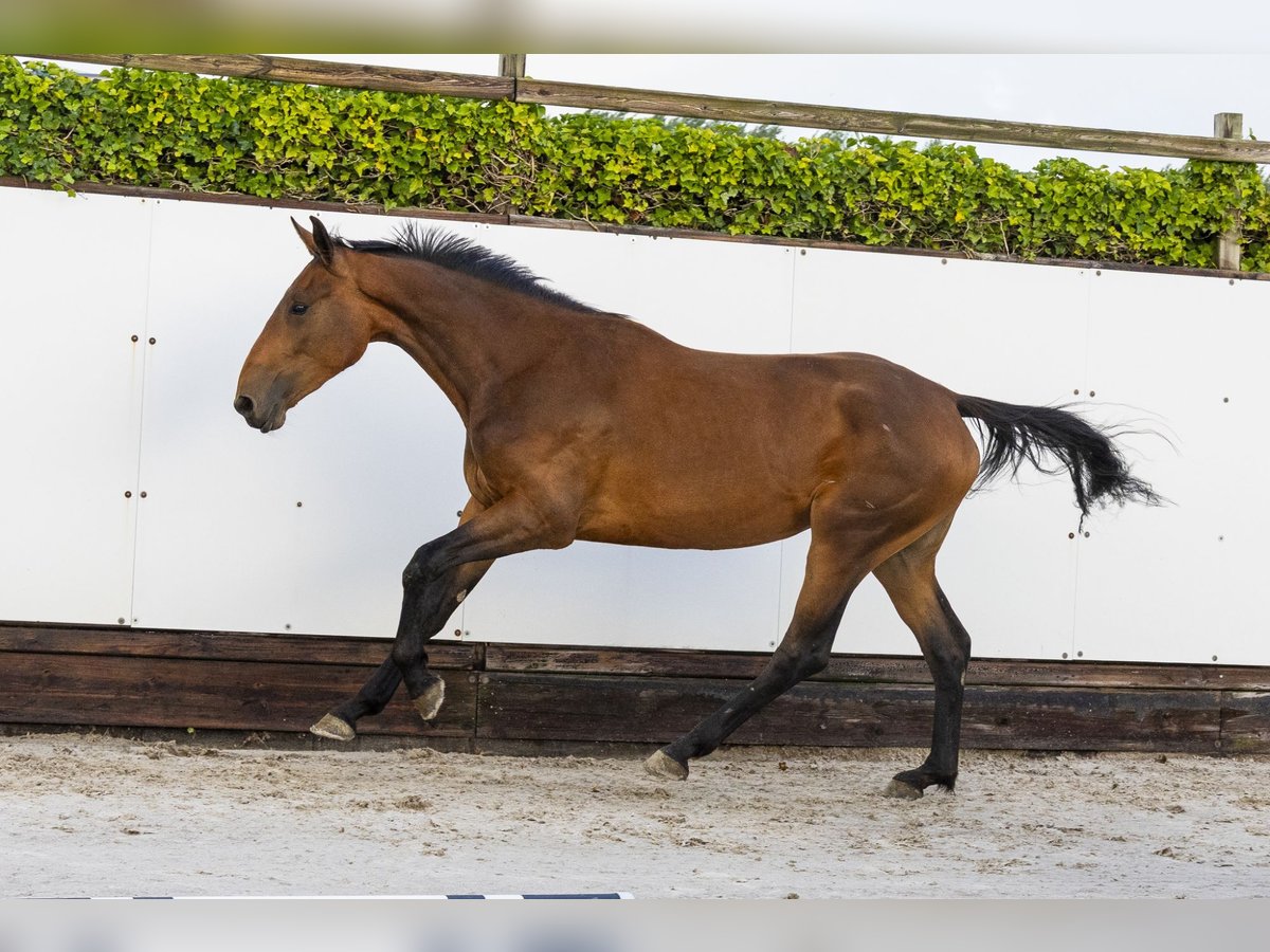 Studbook européen anglo Jument 2 Ans 166 cm Bai in Waddinxveen