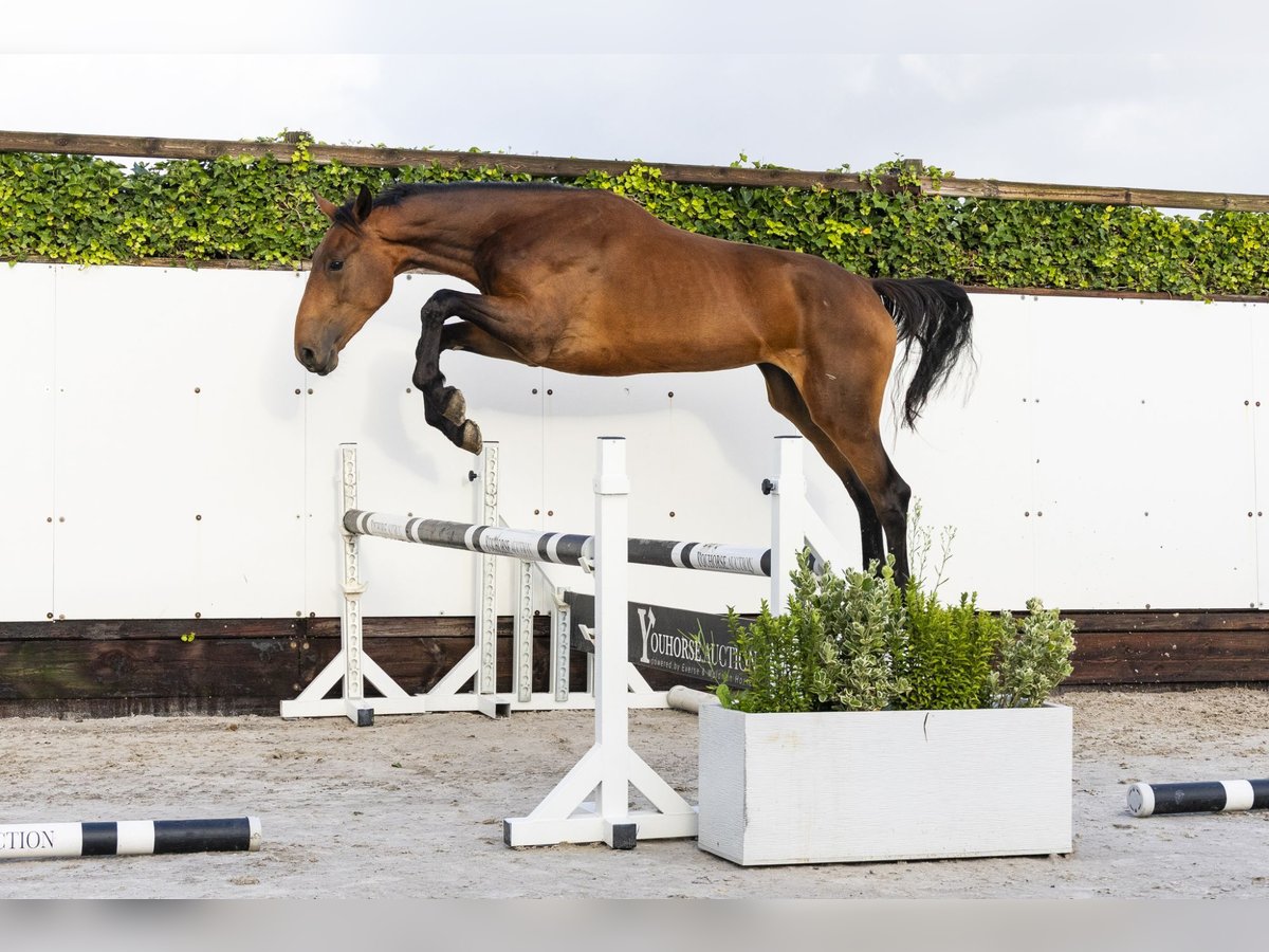 Studbook européen anglo Jument 2 Ans 166 cm Bai in Waddinxveen Studbook européen anglo Jument 2 Ans 166 cm Bai in Waddinxveen