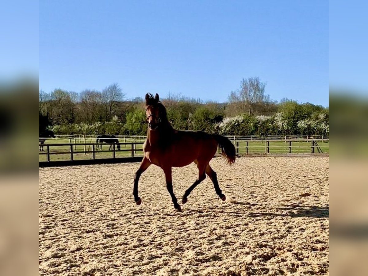 Studbook européen anglo Jument 2 Ans Bai cerise in Gloucester