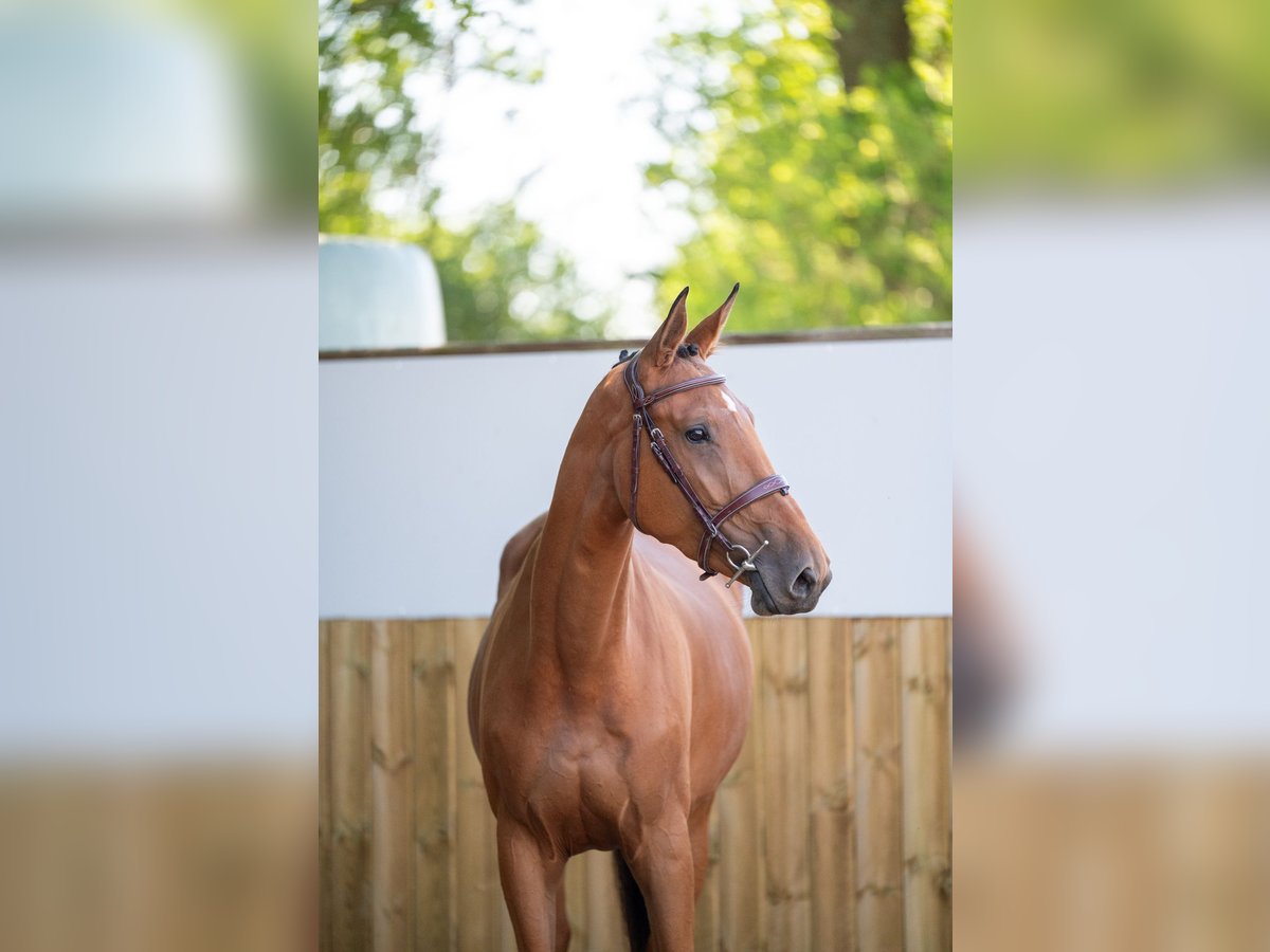 Studbook européen anglo Jument 4 Ans 165 cm Bai in GROTE-BROGEL