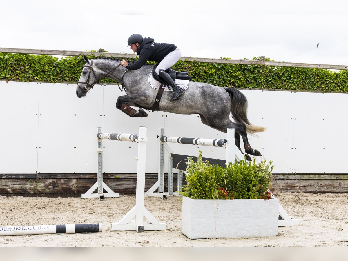 Studbook européen anglo Jument 4 Ans 165 cm Noir in Waddinxveen