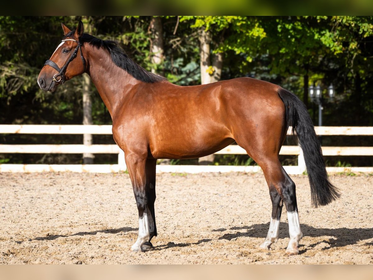 Studbook européen anglo Jument 4 Ans 170 cm Bai in Ko&#x142;obrzeg