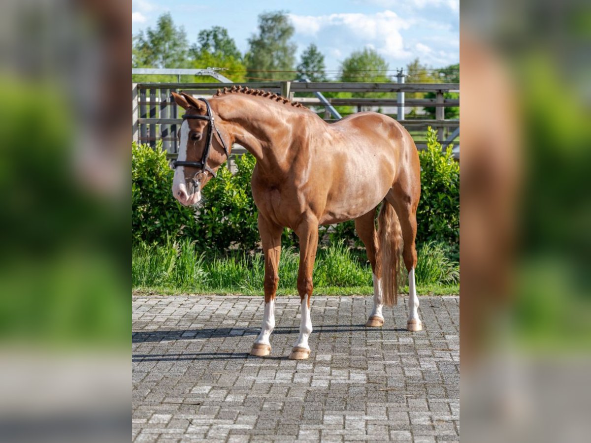 Studbook européen anglo Jument 5 Ans 163 cm Alezan in Ospel