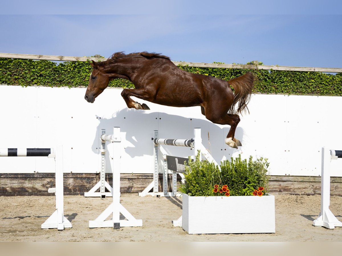 Studbook européen anglo Jument 5 Ans 163 cm Alezan in Waddinxveen