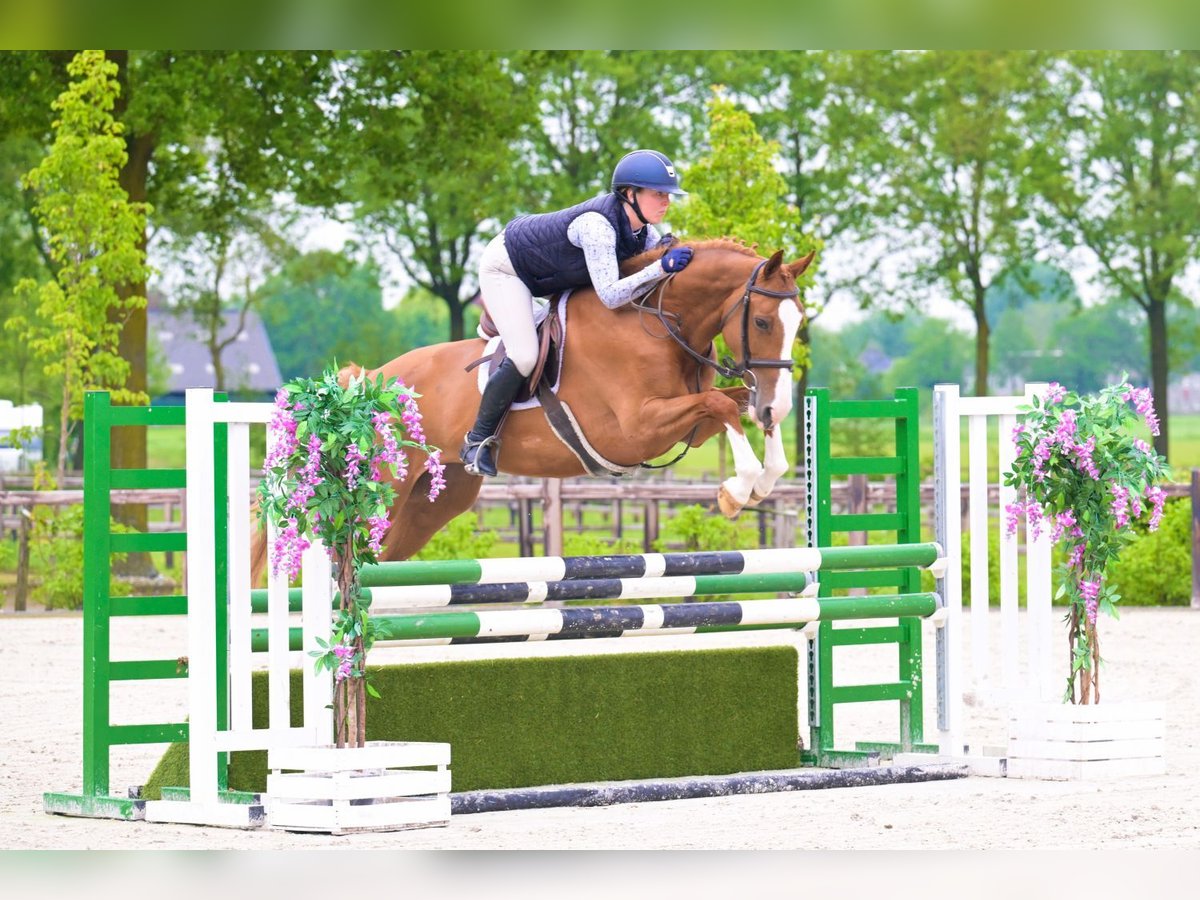 Studbook européen anglo Jument 5 Ans 163 cm Alezan in Ospel