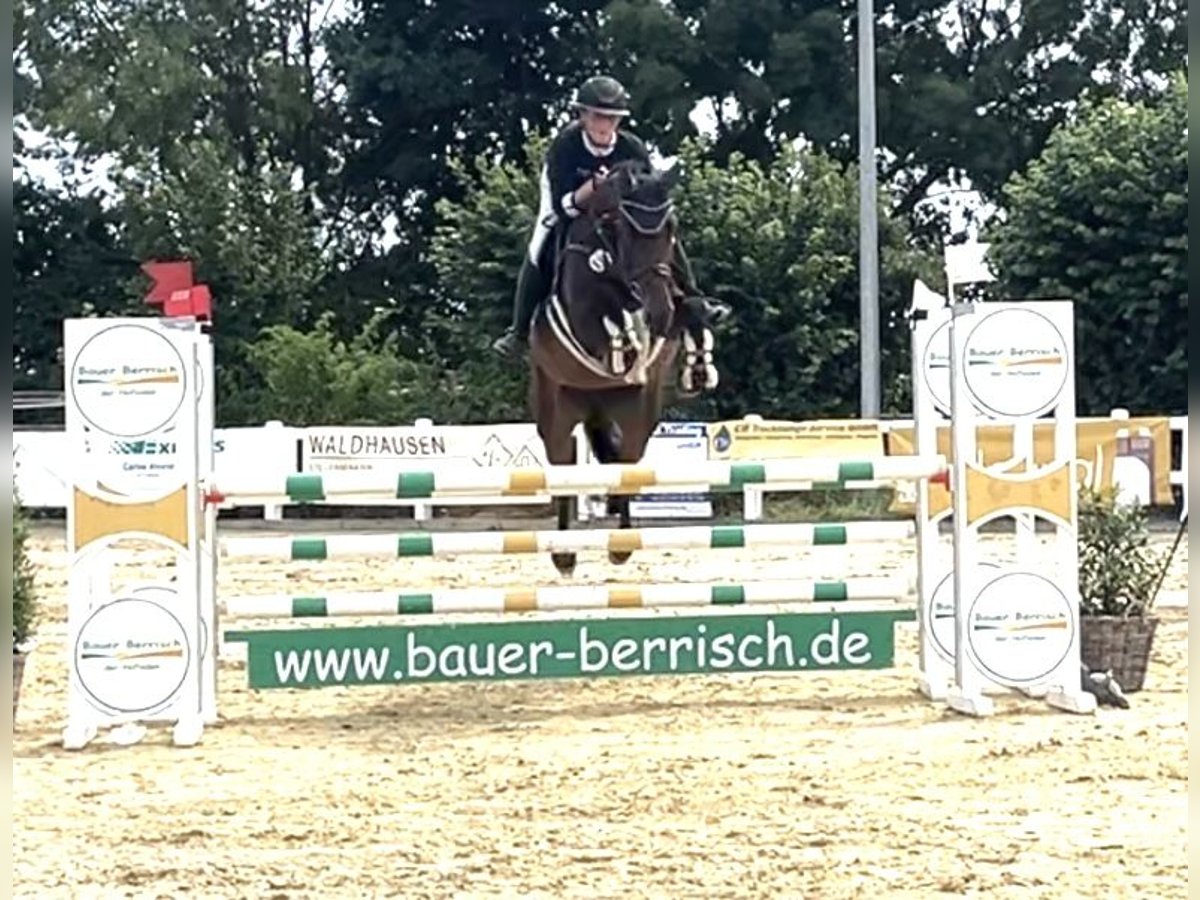 Studbook européen anglo Jument 5 Ans 165 cm Bai in Grefrath