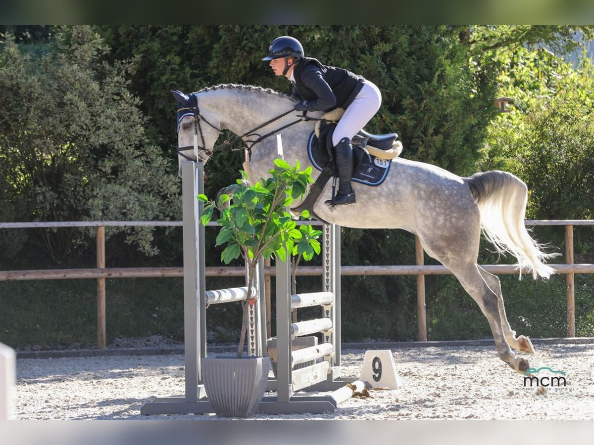 Studbook européen anglo Jument 5 Ans 168 cm Gris in Loiching