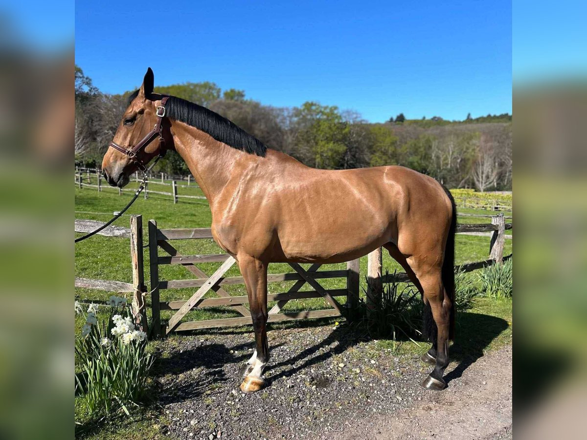 Studbook européen anglo Jument 5 Ans 169 cm Bai in GROTE-BROGEL