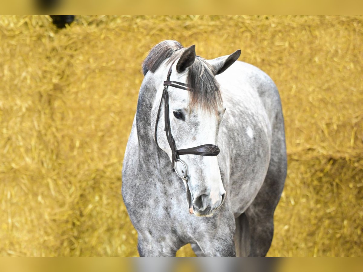 Studbook européen anglo Jument 6 Ans 162 cm Gris in Bladel