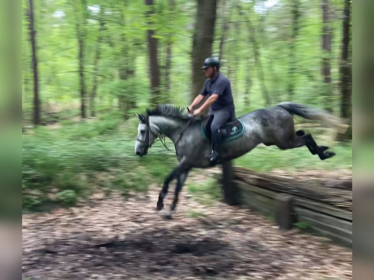 Studbook européen anglo Jument 6 Ans 164 cm in Ysselsteyn