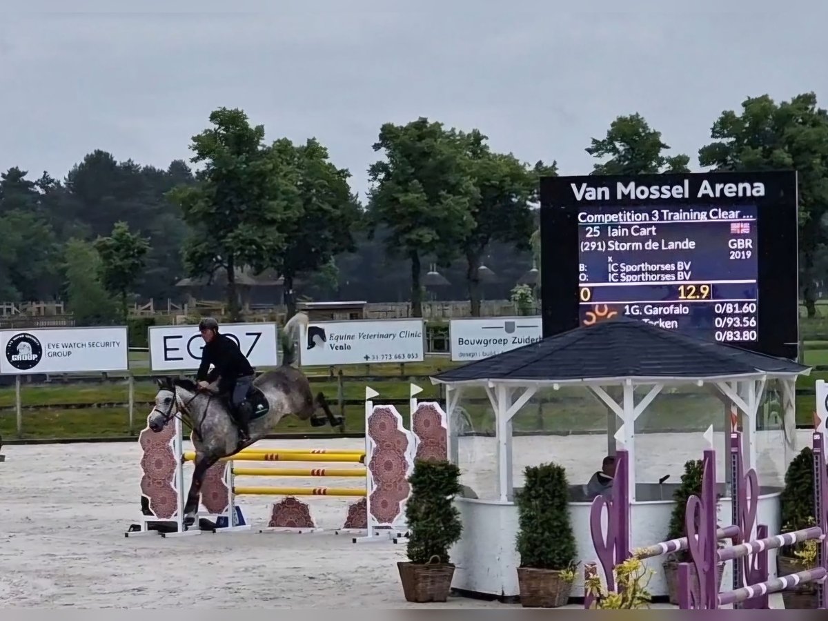 Studbook européen anglo Jument 6 Ans 164 cm in Ysselsteyn