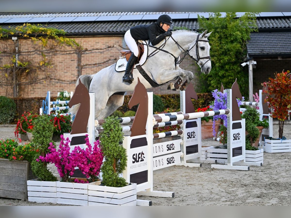 Studbook européen anglo Jument 6 Ans 170 cm Gris in Bladel