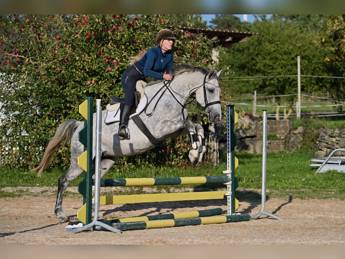 Studbook européen anglo Jument 6 Ans 170 cm Gris pommelé in W&#xFC;rzburg