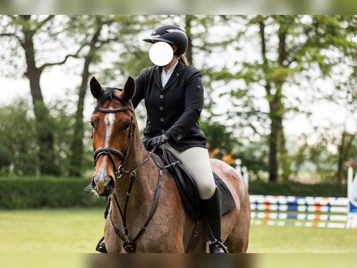 Studbook européen anglo Jument 6 Ans 172 cm Bai in Lilienthal