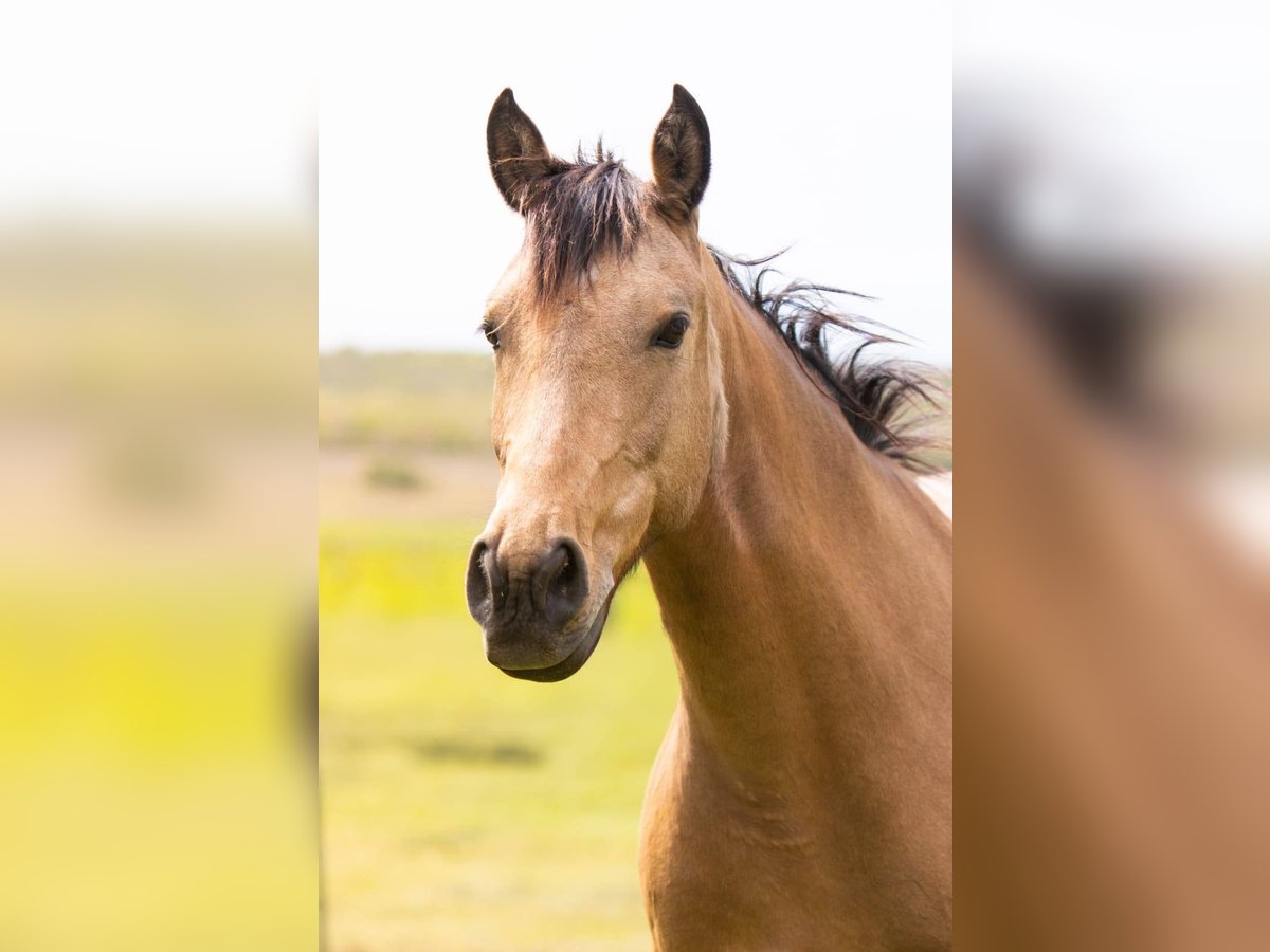 Studbook européen anglo Jument 7 Ans 148 cm Isabelle in Forcalquier