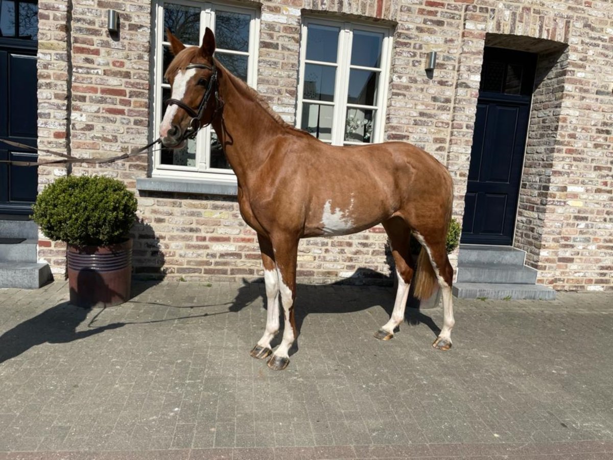 Studbook européen anglo Jument 7 Ans 164 cm Alezan in Schwalmtal