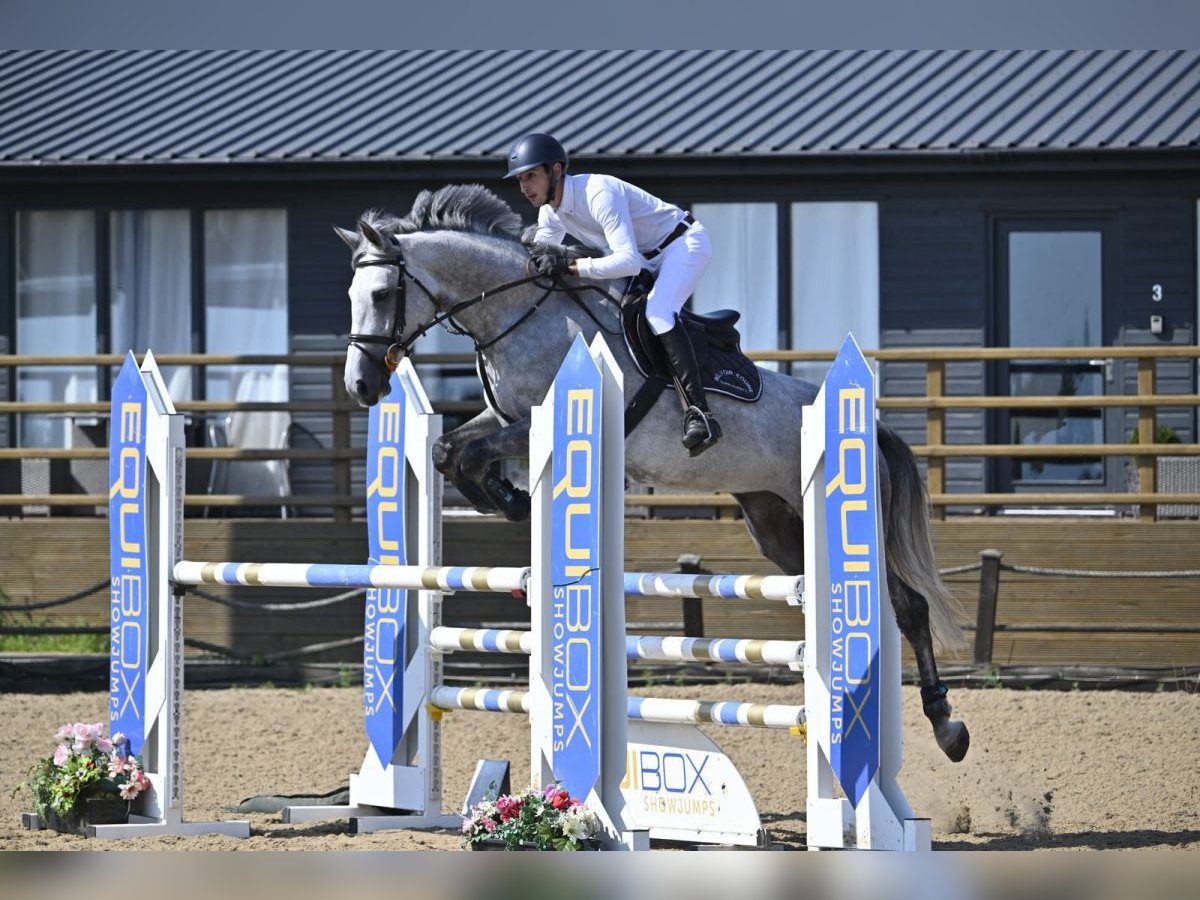 Studbook européen anglo Jument 7 Ans 165 cm Gris in nottingham