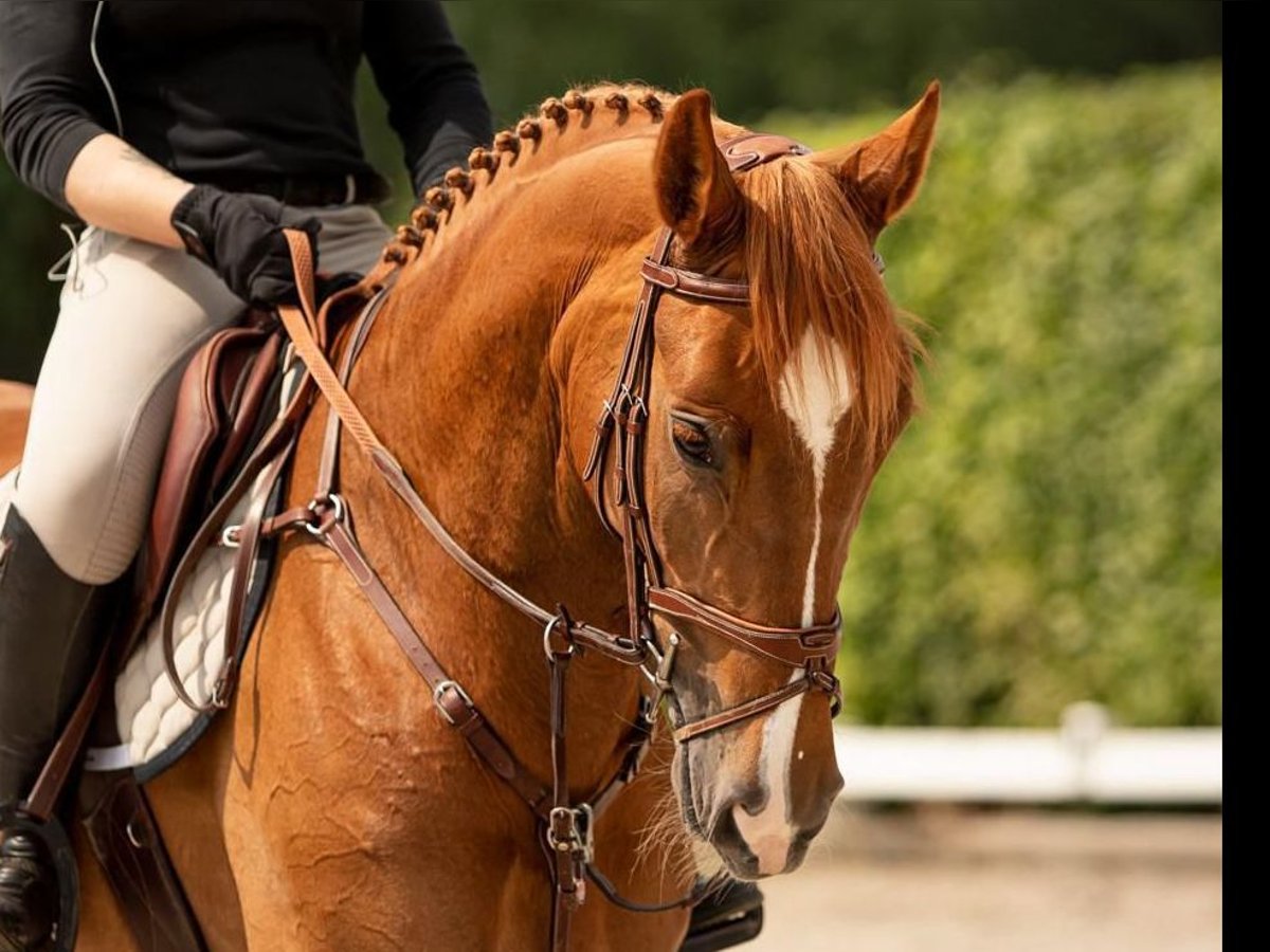 Studbook européen anglo Jument 8 Ans 167 cm Alezan in GROTE-BROGEL