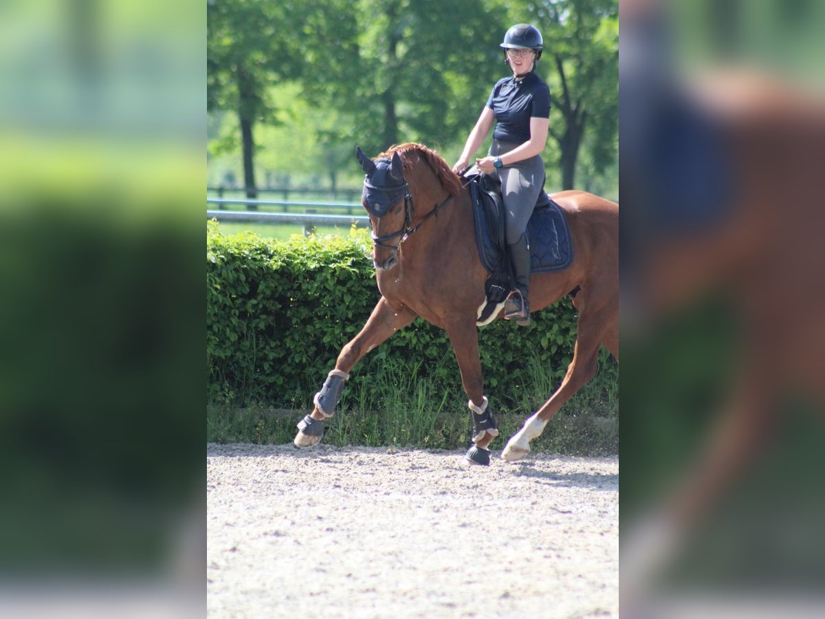 SUCHE Dressurpferd zur Verfügung 