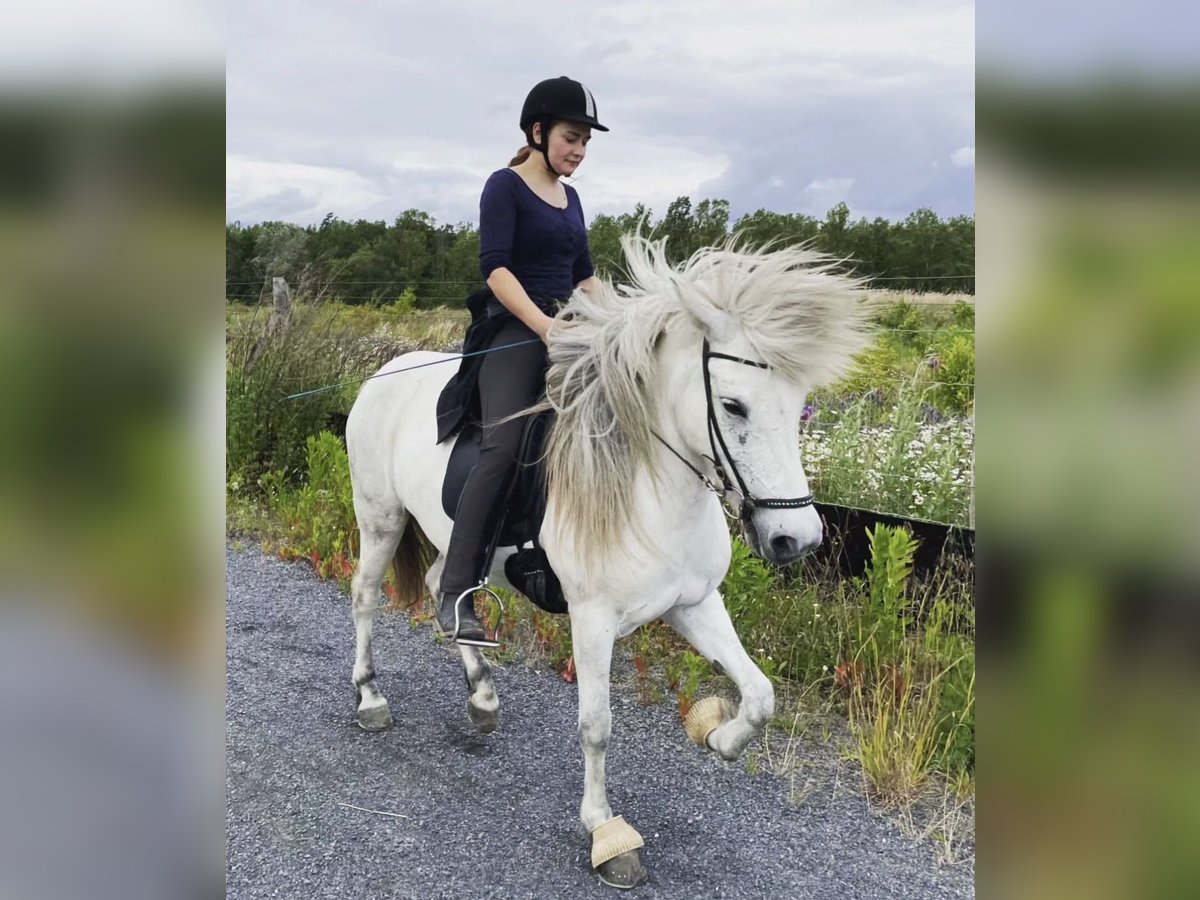 Suche eine Reitbeteiligung auf einem Isländer Suche eine Reitbeteiligung auf einem Isländer