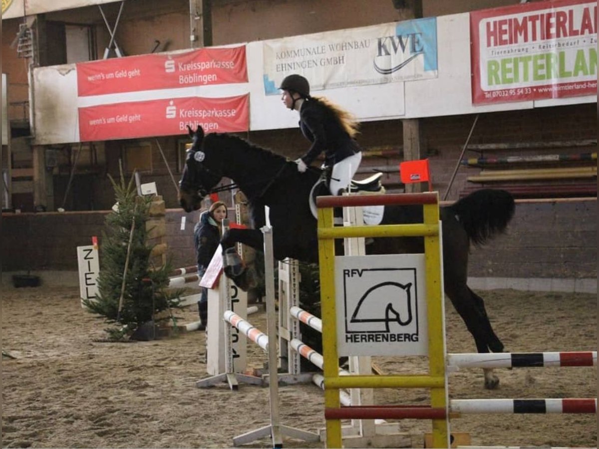 Suche eine Reitbeteiligung im Raum Tübingen