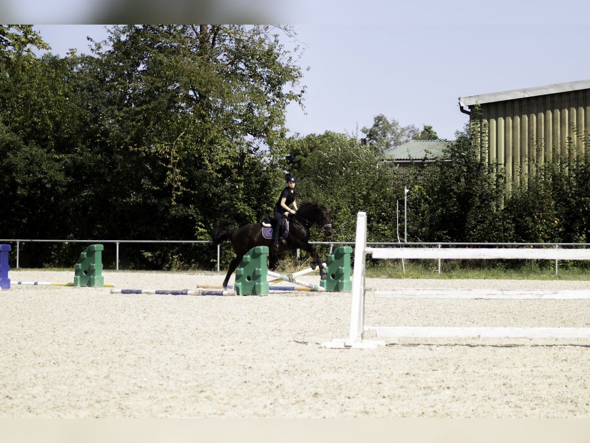 Suche eine Reitbeteiligung (Reiter sucht Pferd)