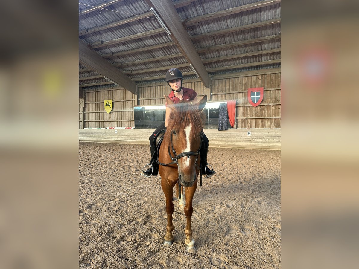 Suche eine Reitbeteiligung 