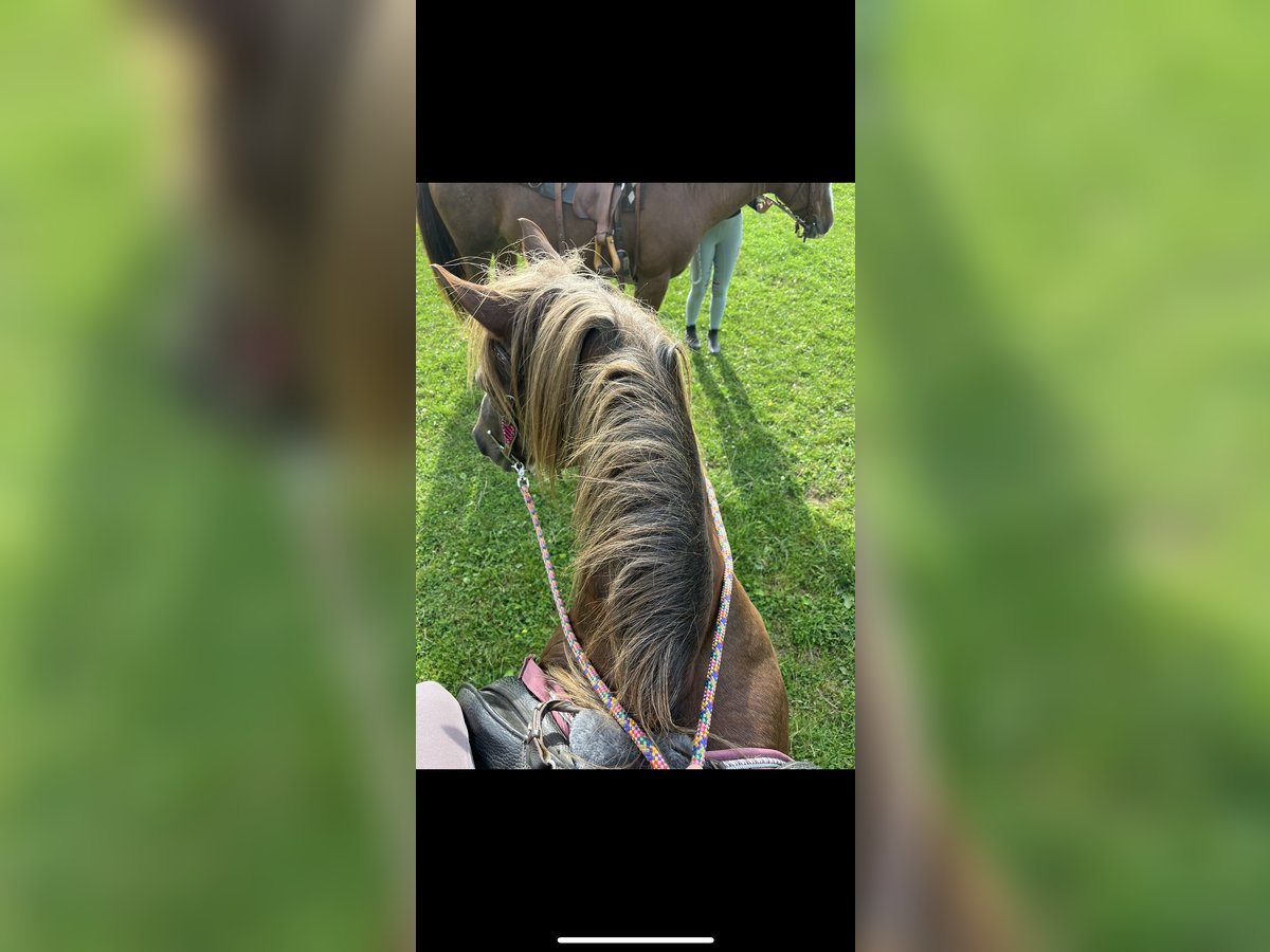 Suche eine reitbeteiligung Suche eine reitbeteiligung
