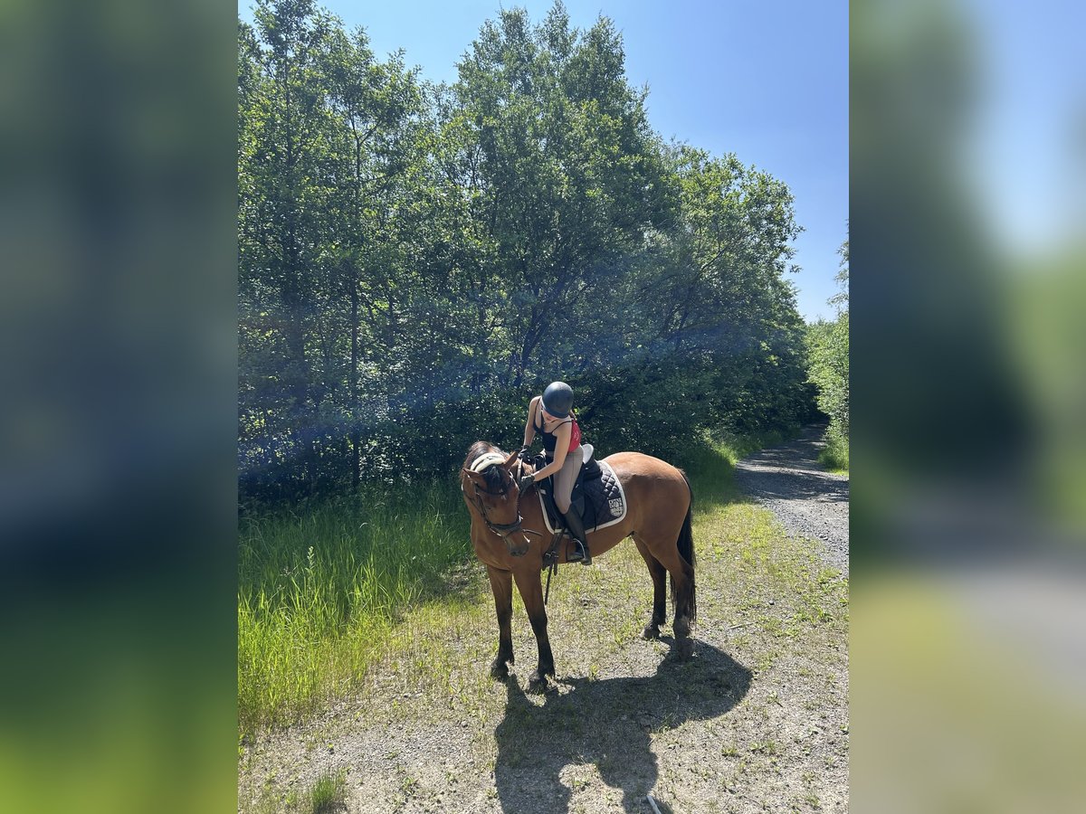 Suche eine Reitbeteiligung