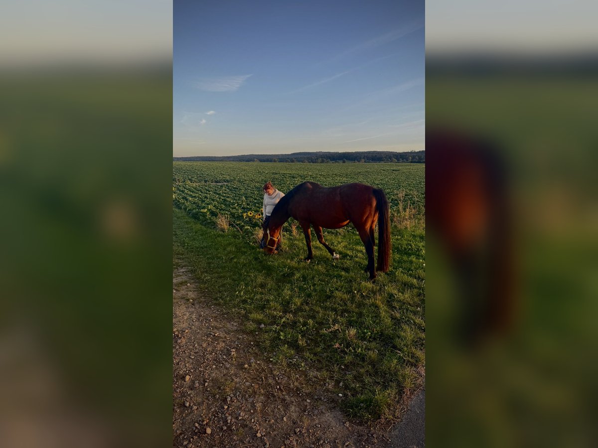suche liebes Pferd für Reitbeteiligung
