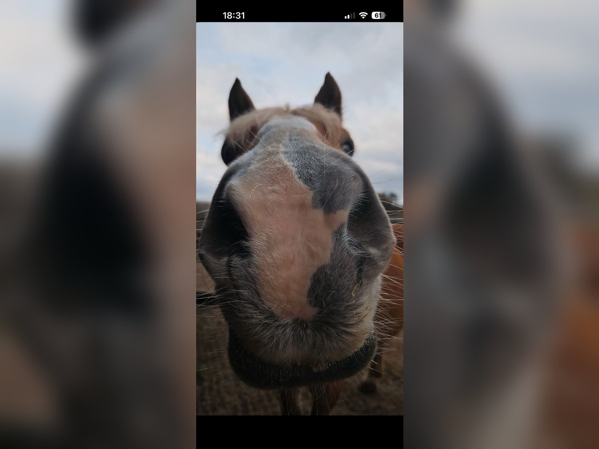 Suche Pferd zur Verfügung steht Suche Pferd zur Verfügung steht