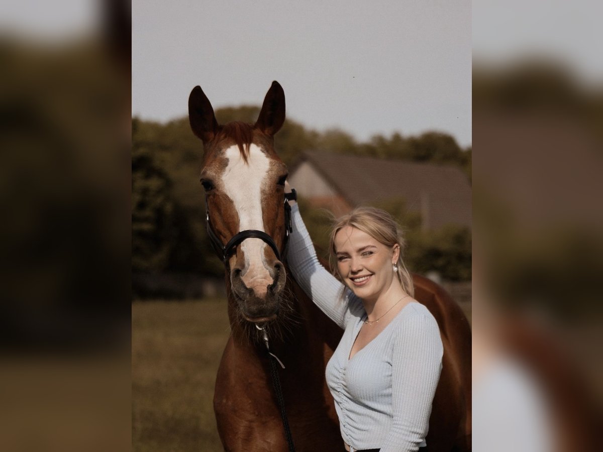Suche Pferd zur Verfügung/Reitbeteiligung mit späterer Kaufoption 